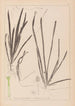 Herbier de la flore française Pl1062 - Louis Antoine Cusin — weergave van het kunstwerk