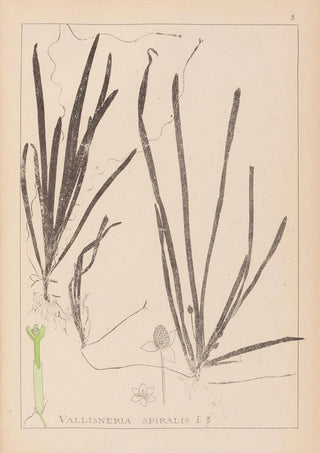 Louis Antoine Cusin - Herbier de la flore franaise Pl1062.webp