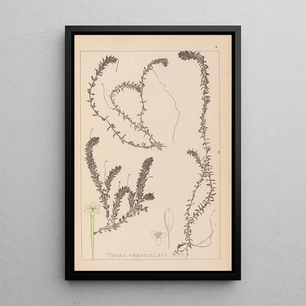 Louis Antoine Cusin - Herbier de la flore franaise Pl1063.webp