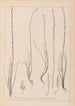 Herbier de la flore française Pl1064 - Louis Antoine Cusin — weergave van het kunstwerk