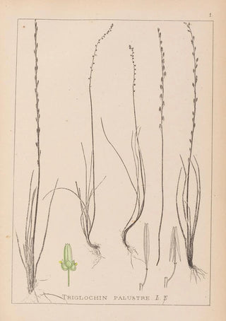 Louis Antoine Cusin - Herbier de la flore franaise Pl1064.webp