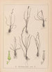 Herbier de la flore française Pl1065 - Louis Antoine Cusin — weergave van het kunstwerk