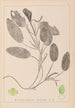 Herbier de la flore française Pl1068 - Louis Antoine Cusin — weergave van het kunstwerk