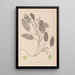 Herbier de la flore française Pl1068 - Louis Antoine Cusin — ingelijst kunstwerk aan de muur