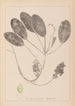 Herbier de la flore française Pl1069 - Louis Antoine Cusin — weergave van het kunstwerk