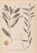 Herbier de la flore française Pl1072 - Louis Antoine Cusin — weergave van het kunstwerk