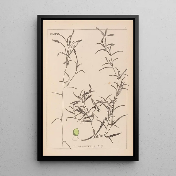 Louis Antoine Cusin - Herbier de la flore franaise Pl1073.webp