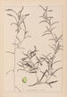 Herbier de la flore française Pl1073 - Louis Antoine Cusin — weergave van het kunstwerk