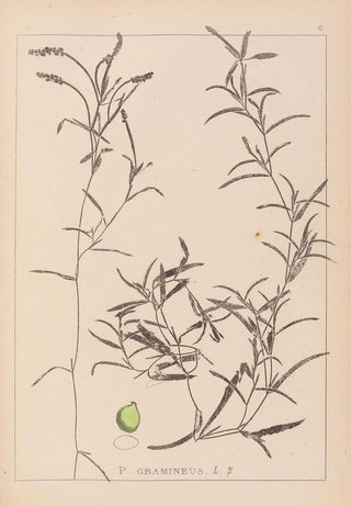 Louis Antoine Cusin - Herbier de la flore franaise Pl1073.webp