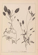 Herbier de la flore française Pl1074 - Louis Antoine Cusin — weergave van het kunstwerk