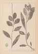 Herbier de la flore française Pl1075 - Louis Antoine Cusin — weergave van het kunstwerk