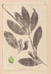 Herbier de la flore française Pl1076 - Louis Antoine Cusin — weergave van het kunstwerk