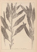 Herbier de la flore française Pl1077 - Louis Antoine Cusin — weergave van het kunstwerk
