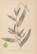 Herbier de la flore française Pl1078 - Louis Antoine Cusin — weergave van het kunstwerk