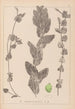 Herbier de la flore française Pl1079 - Louis Antoine Cusin — weergave van het kunstwerk