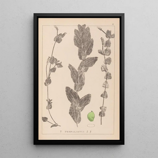 Louis Antoine Cusin - Herbier de la flore franaise Pl1079.webp