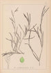 Herbier de la flore française Pl1081 - Louis Antoine Cusin — weergave van het kunstwerk