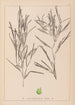 Herbier de la flore française Pl1082 - Louis Antoine Cusin — weergave van het kunstwerk