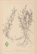 Herbier de la flore française Pl1084 - Louis Antoine Cusin — weergave van het kunstwerk
