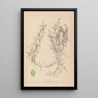 Louis Antoine Cusin - Herbier de la flore franaise Pl1084.webp