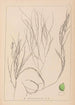 Herbier de la flore française Pl1086 - Louis Antoine Cusin — weergave van het kunstwerk