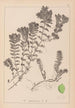 Herbier de la flore française Pl1088 - Louis Antoine Cusin — weergave van het kunstwerk