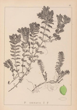 Louis Antoine Cusin - Herbier de la flore franaise Pl1088.webp