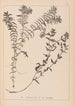 Herbier de la flore française Pl1089 - Louis Antoine Cusin — weergave van het kunstwerk