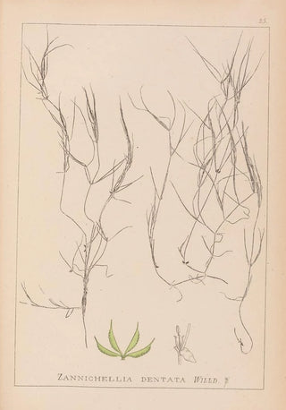 Louis Antoine Cusin - Herbier de la flore franaise Pl1090.webp