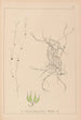 Herbier de la flore française Pl1091 - Louis Antoine Cusin — weergave van het kunstwerk