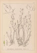 Herbier de la flore française Pl1092 - Louis Antoine Cusin — weergave van het kunstwerk