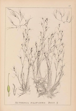 Louis Antoine Cusin - Herbier de la flore franaise Pl1092.webp