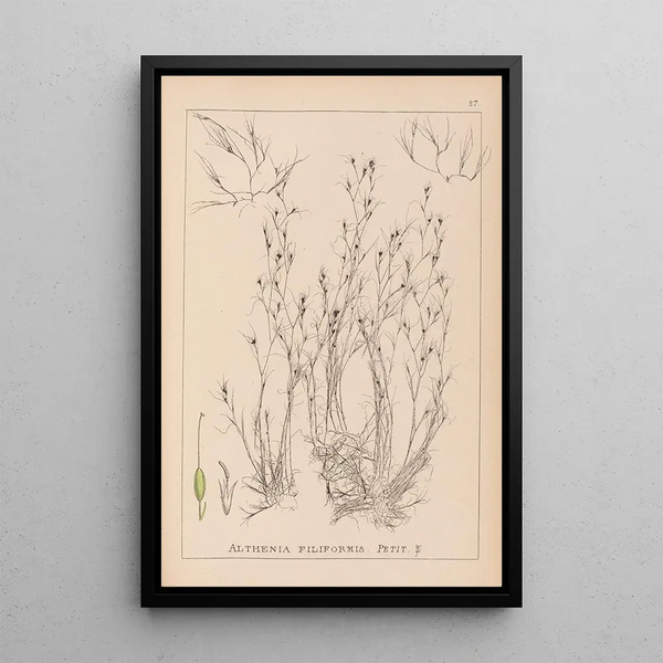 Louis Antoine Cusin - Herbier de la flore franaise Pl1092.webp