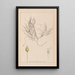 Herbier de la flore française Pl1095 - Louis Antoine Cusin — ingelijst kunstwerk aan de muur