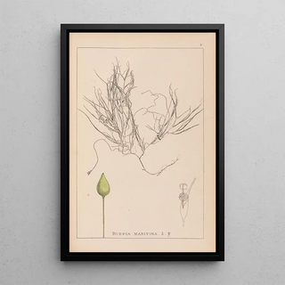 Louis Antoine Cusin - Herbier de la flore franaise Pl1095.webp