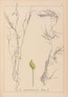 Herbier de la flore française Pl1096 - Louis Antoine Cusin — weergave van het kunstwerk