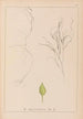 Herbier de la flore française Pl1097 - Louis Antoine Cusin — weergave van het kunstwerk