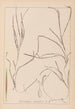 Herbier de la flore française Pl1098 - Louis Antoine Cusin — weergave van het kunstwerk