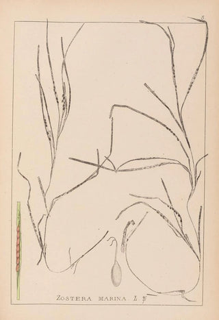 Louis Antoine Cusin - Herbier de la flore franaise Pl1098.webp