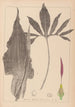 Herbier de la flore française Pl1104 - Louis Antoine Cusin — weergave van het kunstwerk