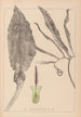 Herbier de la flore française Pl1105 - Louis Antoine Cusin — weergave van het kunstwerk