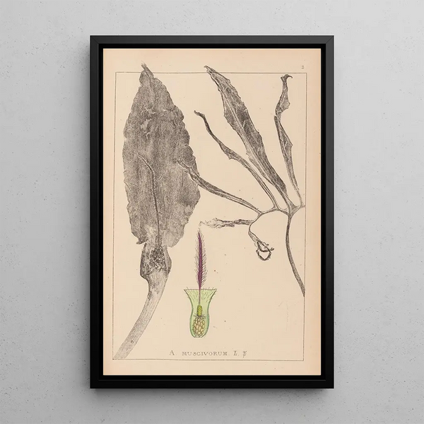 Louis Antoine Cusin - Herbier de la flore franaise Pl1105.webp