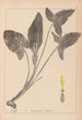 Herbier de la flore française Pl1107 - Louis Antoine Cusin — weergave van het kunstwerk