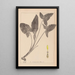 Herbier de la flore française Pl1107 - Louis Antoine Cusin — ingelijst kunstwerk aan de muur