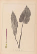 Herbier de la flore française Pl1108 - Louis Antoine Cusin — weergave van het kunstwerk