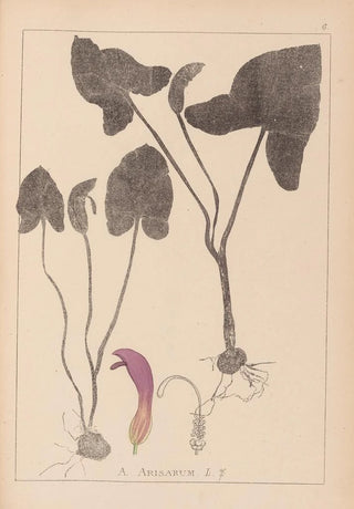 Louis Antoine Cusin - Herbier de la flore franaise Pl1109.webp