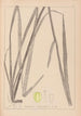 Herbier de la flore française Pl1111 - Louis Antoine Cusin — weergave van het kunstwerk