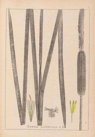 Louis Antoine Cusin - Herbier de la flore franaise Pl1112.webp