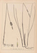 Herbier de la flore française Pl1116 - Louis Antoine Cusin — weergave van het kunstwerk