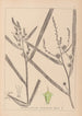 Herbier de la flore française Pl1118 - Louis Antoine Cusin — weergave van het kunstwerk